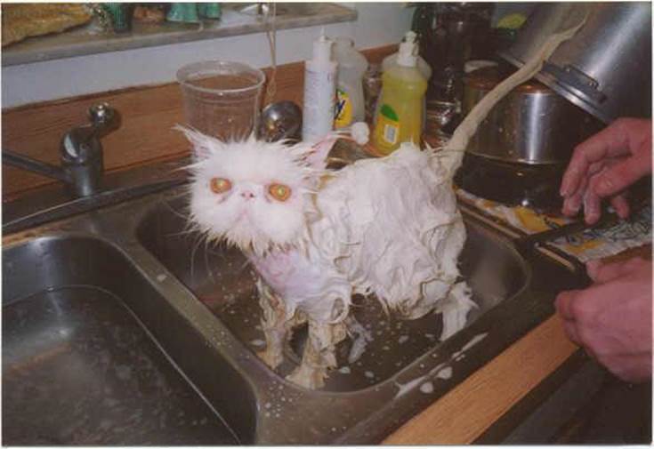 http://3.bp.blogspot.com/-J7MTyoFrtzw/TmeNPvqRq3I/AAAAAAAAAzE/ikz_BAPRHO0/s1600/funny-cat-being-washed.jpg