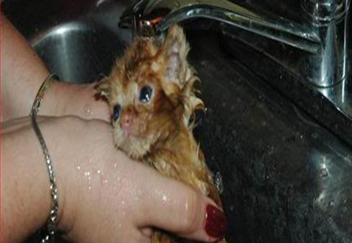 http://i1099.photobucket.com/albums/g392/Litawow/funny-pictures-kitten-is-being-washed.jpg