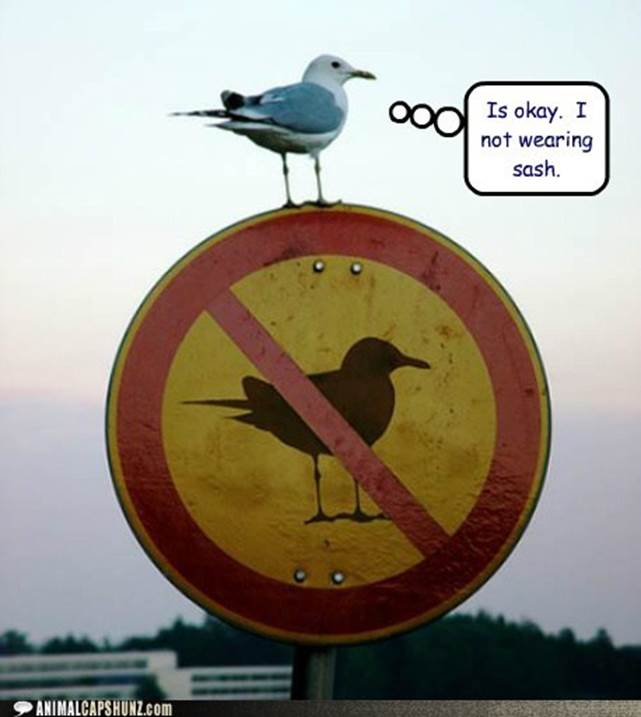 http://i184.photobucket.com/albums/x149/RockinSia/LolAnimals/funny-animal-captions-im-totally-different-from-the-bird-on-the-sign.jpg