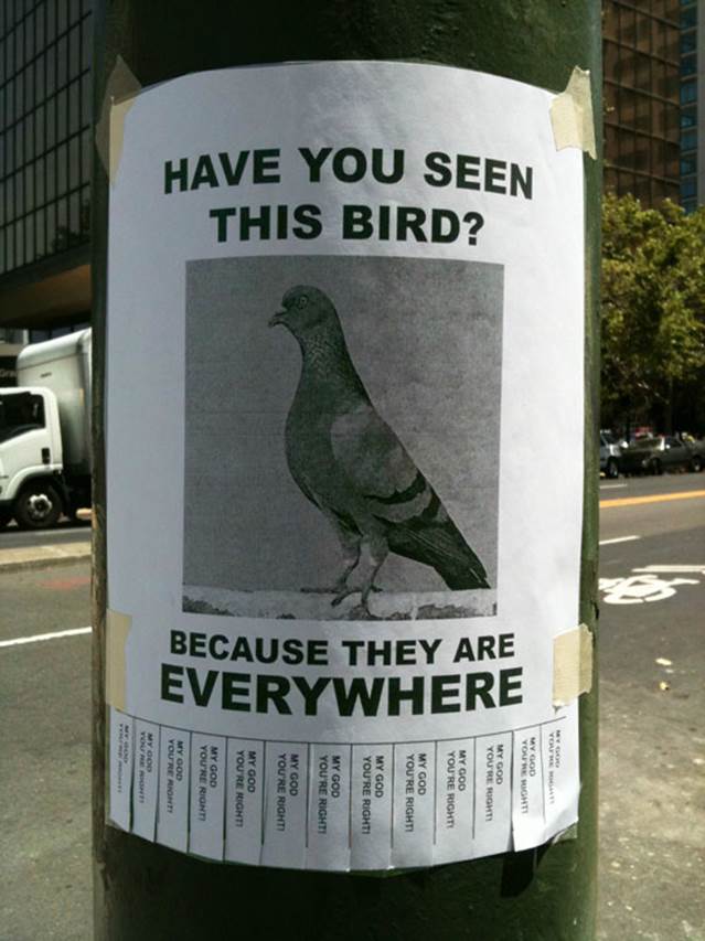 http://allhumorpic.com/wp-content/uploads/funny-have-you-seen-this-bird-sign.jpg