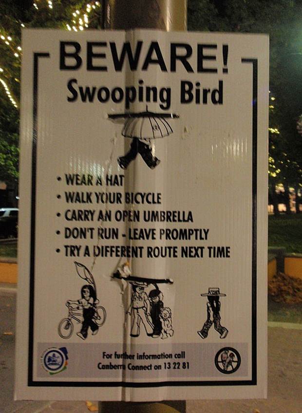 http://upload.wikimedia.org/wikipedia/commons/a/a4/4.1264280272.beware-swooping-birds.jpg