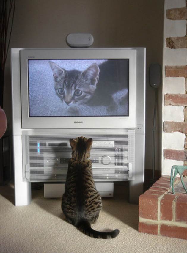tv isnt just 640 01 Funny: Animals watching TV