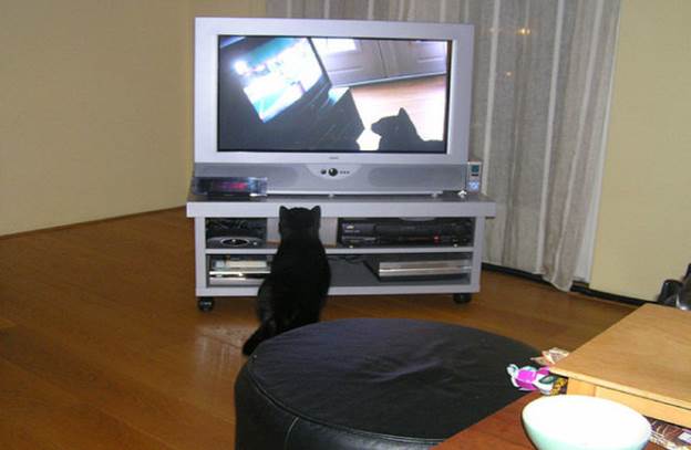 tv isnt just 640 03 Funny: Animals watching TV