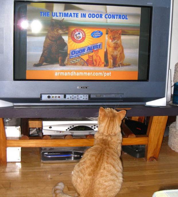 tv isnt just 640 16 Funny: Animals watching TV