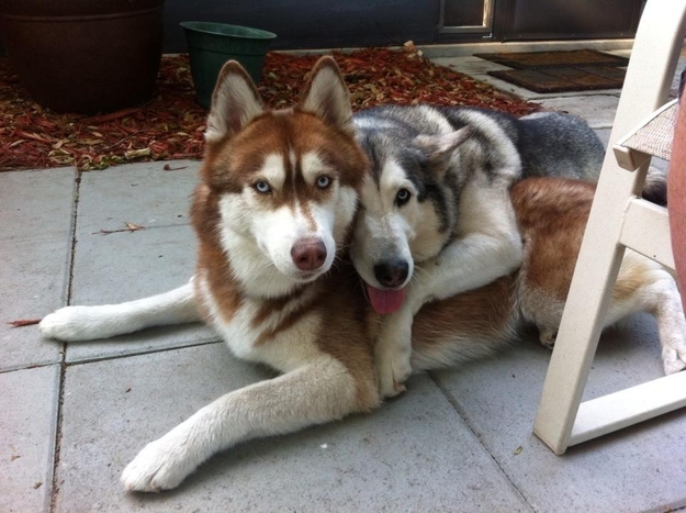 The happiest Siberian husky couple on the planet.