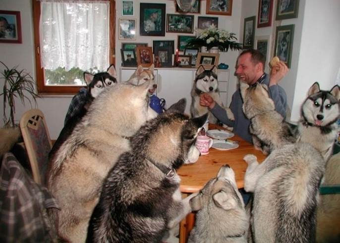 A husky dinner party that's gone on until the wee hours of the morning.