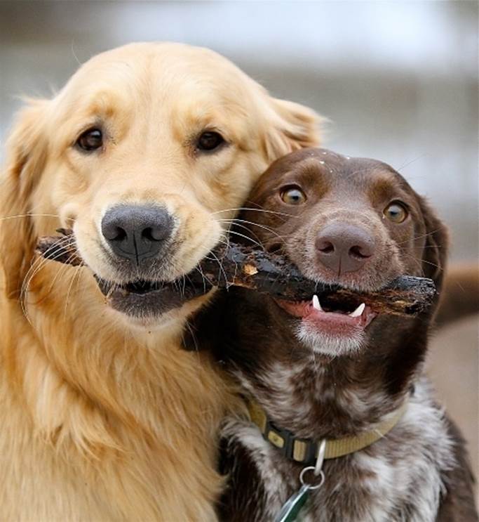 Two friends sharing equal credit for capturing a stick.