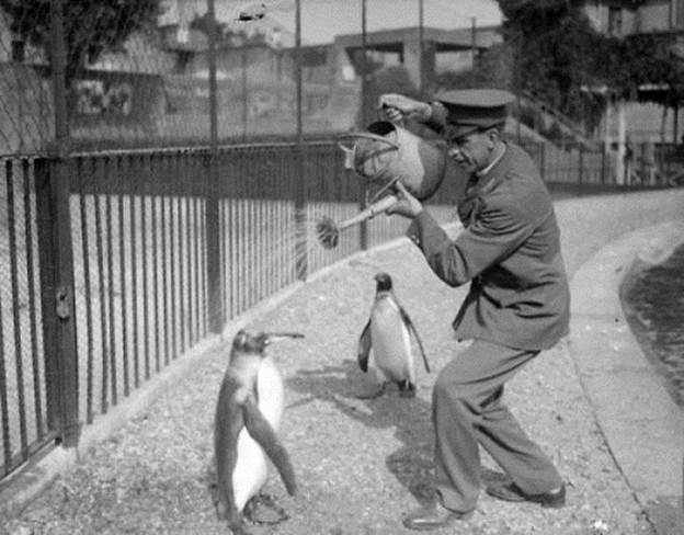 http://thechive.files.wordpress.com/2012/08/funny-vintage-animals-3.jpg