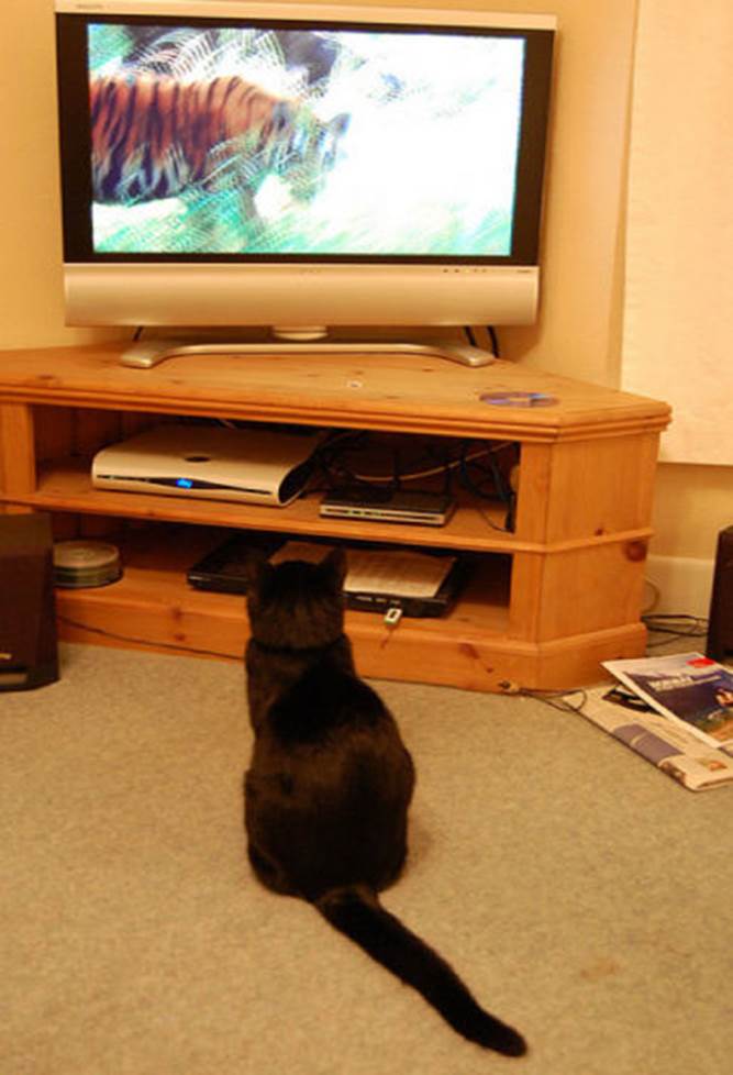 tv isnt just 640 08 Funny: Animals watching TV