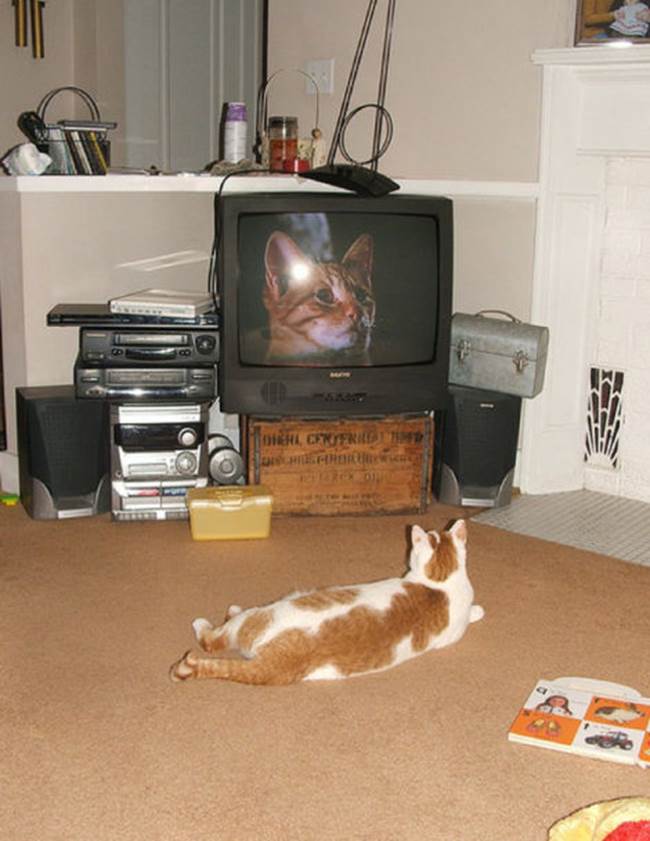 tv isnt just 640 09 Funny: Animals watching TV