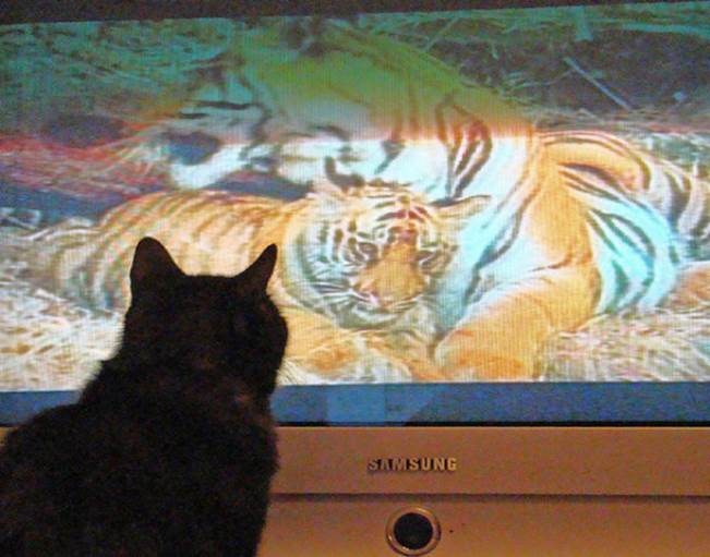 tv isnt just 640 12 Funny: Animals watching TV