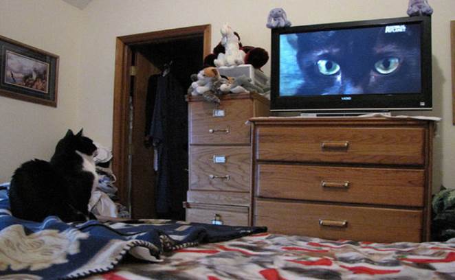tv isnt just 640 13 Funny: Animals watching TV