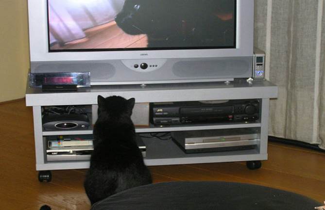 tv isnt just 640 17 Funny: Animals watching TV
