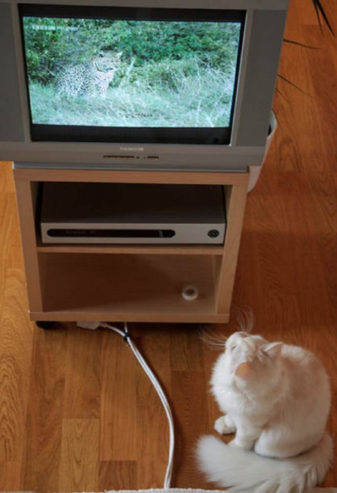 tv isnt just 640 18 Funny: Animals watching TV