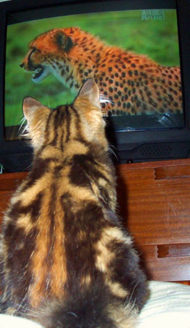 tv isnt just 640 19 Funny: Animals watching TV