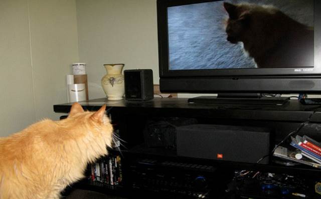 tv isnt just 640 20 Funny: Animals watching TV