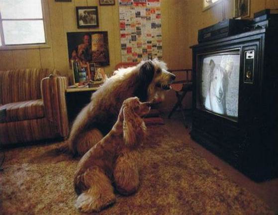 http://www.teyoule.com/pictures/20110522/funny_dog_watching_tv_1014.jpg