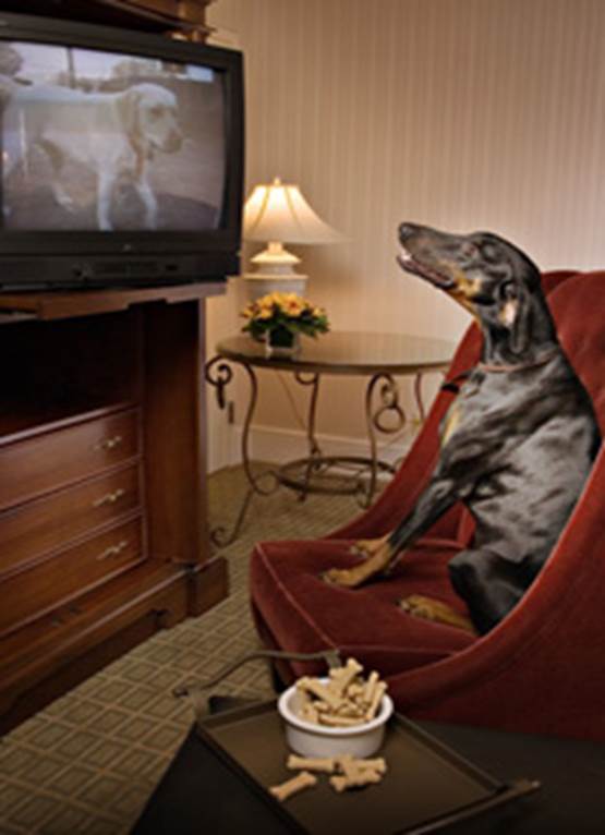 Image result for dog watching big tv