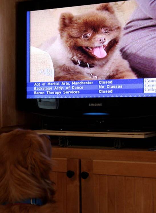 tv isnt just 640 41 Funny: Animals watching TV