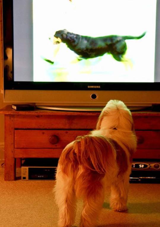 tv isnt just 640 42 Funny: Animals watching TV