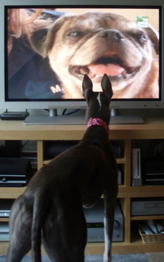 tv isnt just 640 43 Funny: Animals watching TV