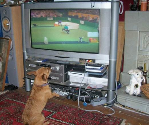 tv isnt just 640 44 Funny: Animals watching TV