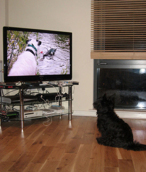 tv isnt just 640 46 Funny: Animals watching TV