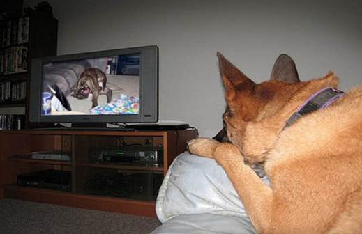 tv isnt just 640 47 Funny: Animals watching TV