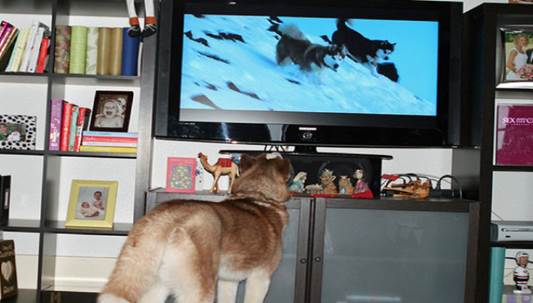 tv isnt just 640 49 Funny: Animals watching TV