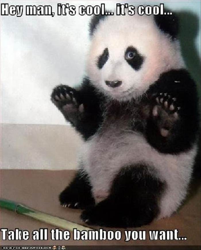 http://www.dumpaday.com/wp-content/uploads/2013/01/funny-animal-pictures-panda-bears.jpg
