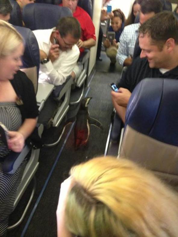 WTF airline passengers15 Funny: WTF airline passengers