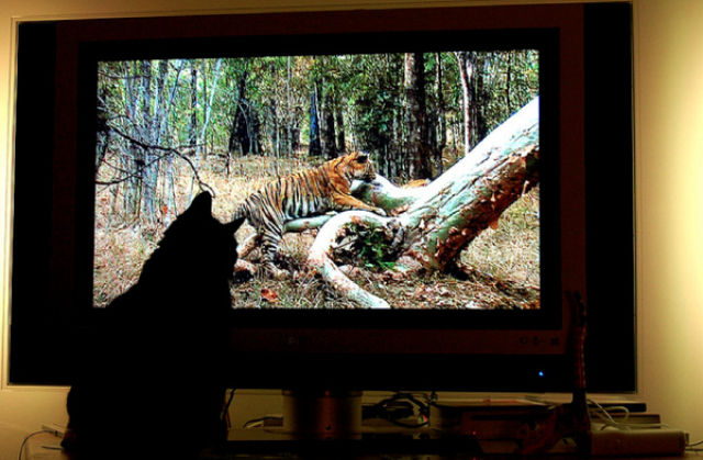 tv isnt just 640 24 Funny: Animals watching TV