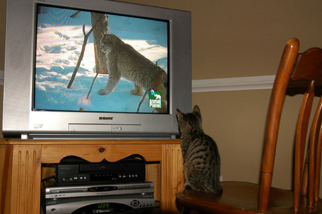 tv isnt just 640 26 Funny: Animals watching TV