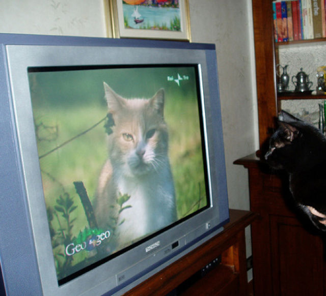 tv isnt just 640 31 Funny: Animals watching TV