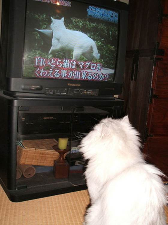 tv isnt just 640 22 Funny: Animals watching TV