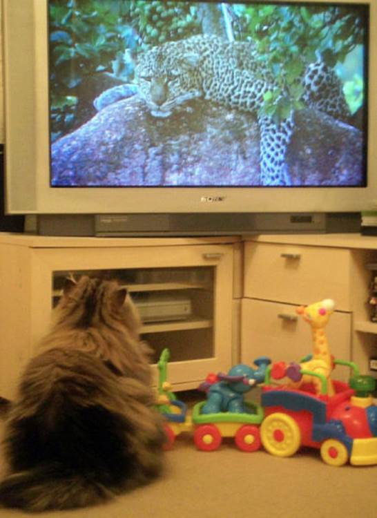 tv isnt just 640 23 Funny: Animals watching TV