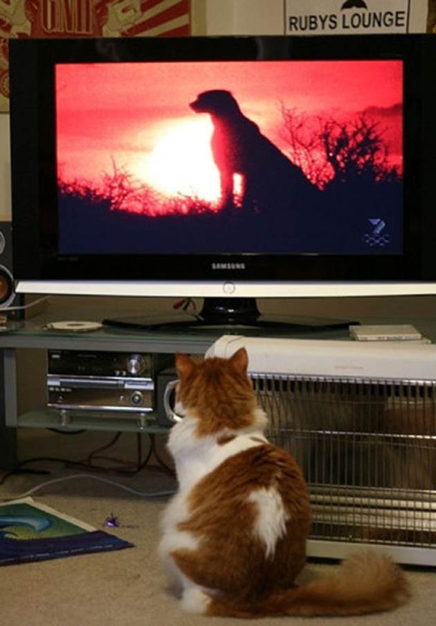 tv isnt just 640 29 Funny: Animals watching TV