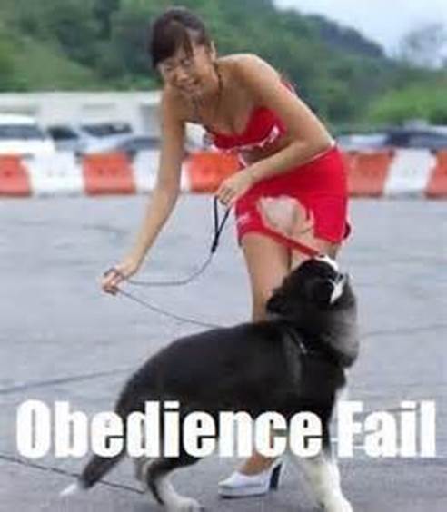 http://fsymbols.co/pictures/thumbs/0/thumb-dog-fails-782.jpg