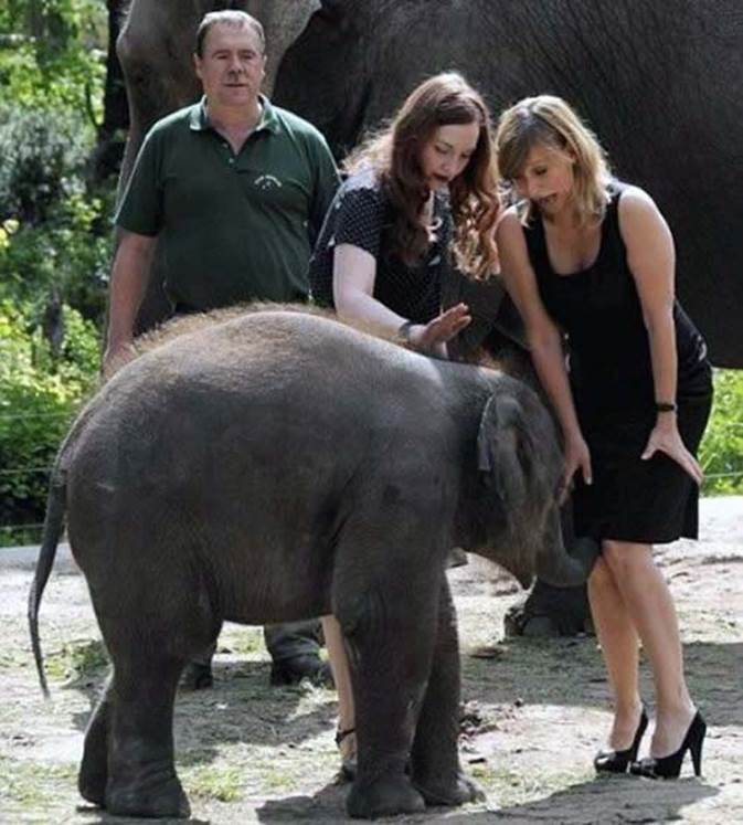 http://quicklol.com/wp-content/uploads/2013/05/elephant-puts-his-trunk-up-a-ladys-skirt.jpg