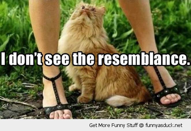 http://funnyasduck.net/wp-content/uploads/2012/11/funny-cat-looking-up-skirt-pussy-resemblance-pics.jpg