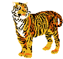 tiger  animations