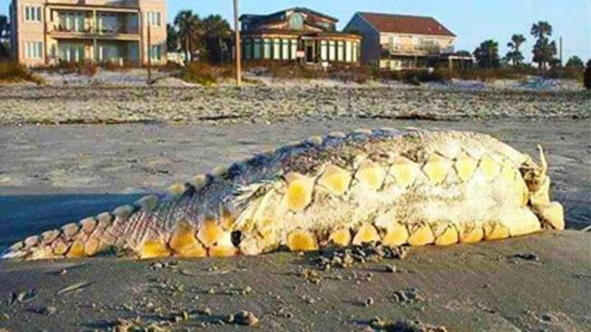 Strange sea creature on Carolina coast ID Corpse of Weird Creature Washes Up On Seal Beach Pictures Seen on www.VyperLook.com