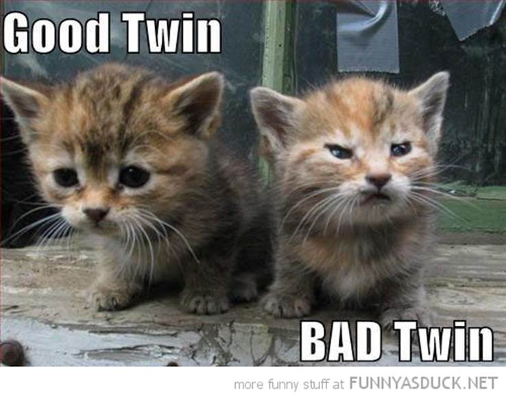 http://funnyasduck.net/wp-content/uploads/2013/01/funny-cute-cats-good-bad-twin-angry-grumpy-kitten-pics.jpg