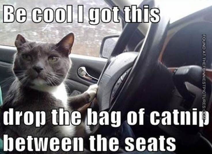 http://thefunniestpictures.com/wp-content/uploads/2013/10/funny-cat-driving-car-seats.jpg