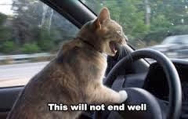 http://1.bp.blogspot.com/-O4hcs8nth5g/UuR-i1hBUyI/AAAAAAAAxEc/b3ceK7RMC1k/s1600/cat-driving-cars.jpg