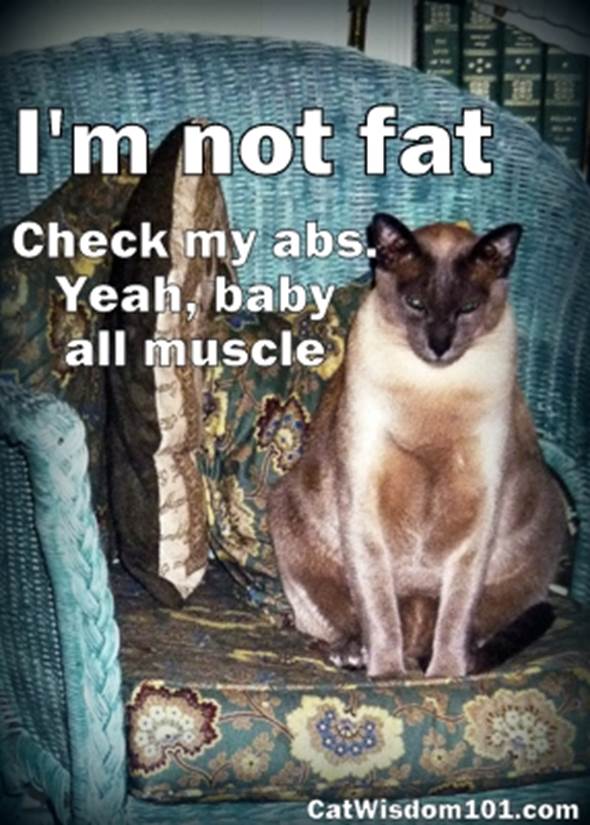 http://catwisdom101.com/wp-content/uploads/2012/11/fat-cat-lol.jpg