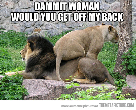 http://zionstrumpet.com/wp-content/uploads/2012/09/funny-lions-sleeping-together-zoo.jpg