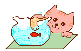 cat and goldfish bowl animation