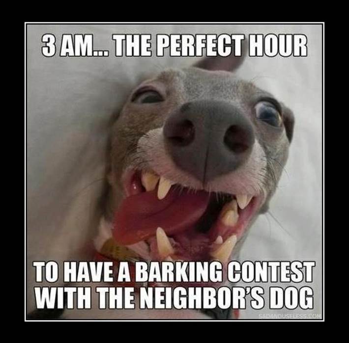 http://funnyanimalpictures.funnypicturesutopia.com/pics/7/Dog-Logic--3-Am-The-Perfect-Hour-To-Have-A-Barking-Contest-With-Neighbor--s-Dog.jpg