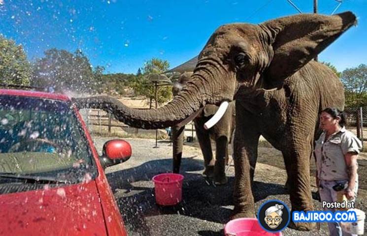 http://www.bajiroo.com/wp-content/uploads/2013/05/amazing-cool-awesome-elephant-animal-car-washing-starnge-pic-pics-image-images-photos-pictures-600x-8.jpg